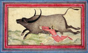 Runaway Buffalo, Johnson Album XIV, no.11, verso, cca 1700 (kolorovaná kresba na listu alba) od School Mughal