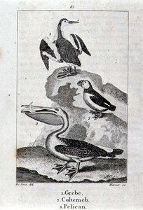 Potápka, Culterneb a Pelikán z Historie Země a animované přírody, Londýn 1816 (rytina na měděném plechu) od School Spanish