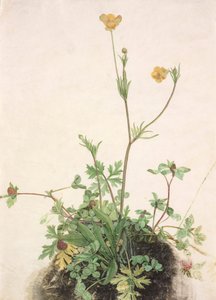 Německy: Buttercups, Red Clover a Plantain Buttercups, Red Clover a Plantain od School of Albrecht Dürer
