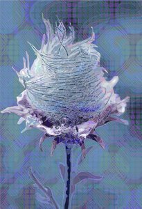 Wood Avens4, 2019 od Scott J. Davis