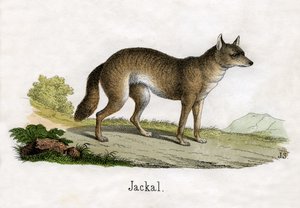 Starožitný tisk šakala od Scottish School
