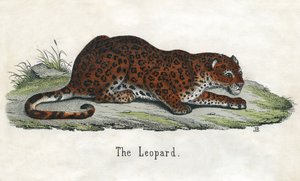 Starožitný tisk afrického leoparda od Scottish School