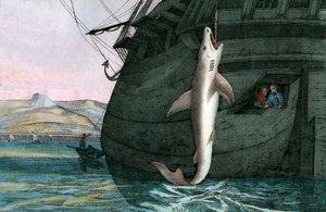 Velký bílý žralok ulovený v moři od Scottish School