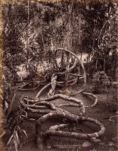 Creeper v Peradeniya Gardens, Ceylon, c. 1880.