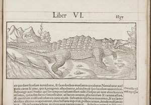Cosmographia, Fol 1137, 1544 od Sebastian Munster
