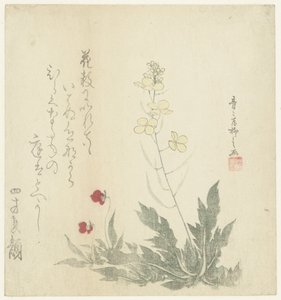 Kvetoucí rostliny od Seiseikyo Ryûshi