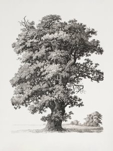 Studie stromů podle přírody s ohledem na krajinářskou kresbu od S.h. Petersen