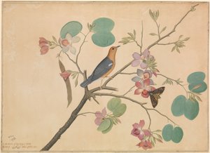 Sysel oranžovohlavý a můra smrtka na větvi ebenové orchideje od Shaikh Zain ud Din (fl.1777 83)