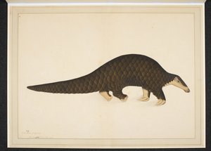 Přidejte sníh. Nebo. 4667, Pangolin neboli mravenečník šupinatý od Shaikh Zain ud Din (fl.1777 83)