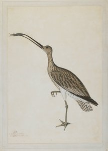 Curlew východní požírající bahňáka od Shaikh Zain ud Din (fl.1777 83)