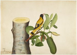 Žluva s černou kapucí a hmyz na pařezu Jackfruit, folio ze série zadané Lady Impey, 1778
