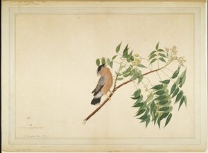 Brahminy Starling na větvi stromu Neem Tree Branch, folio ze série zadané lady Impeyovou, 1780