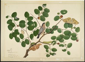 Brahminy Starling se dvěma můrami Antheraea, housenkou a zámotkem na indickém stromu Jujube, folio ze série zadané Lady Impey, 1777