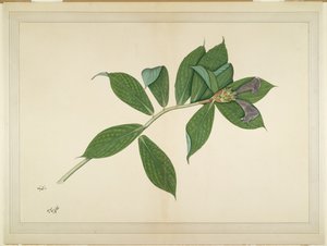 Crepe Ginger Plant, folio ze série zadané Lady Impey, kolem roku 1780