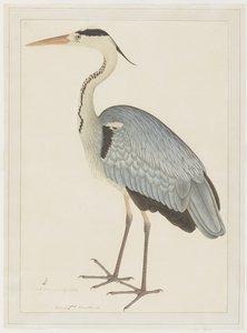 Volavka popelavá, folio ze série na objednávku Lady Impey, kolem 1780-82