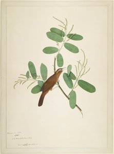 Hwamei na pobočce Terminalia, folio ze série zadané lady Impeyovou, 1780