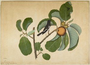Oriental Magpie Robin s Katydid a Leaf Hopper na Monkey Jack Branch, folio ze série na objednávku Lady Impey, 1778