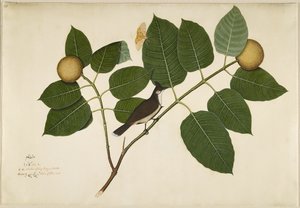 Červený vousatý Bulbul a Aganais Ficus Moth na větvi Kadamba, folio ze série na objednávku Lady Impey, 1777