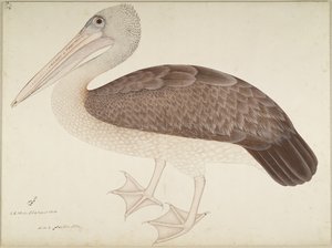Spotbilled Pelican, folio ze série na objednávku Lady Impey, kolem 1780-82