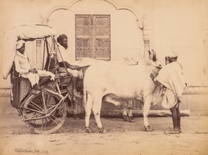 Bullock Cart, Dillí, 1863.