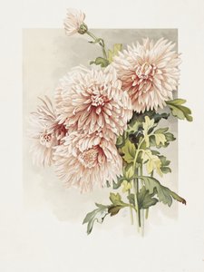 Chryzantémy od Sidney Thomas Callowhill