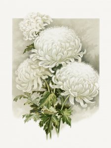 paní Alpheus Hardyová od Sidney Thomas Callowhill