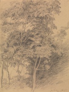 Stromová studie od Sir David Wilkie