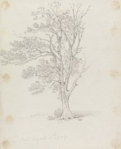Strom v parku Easton od Sir George Howland Beaumont seventh Baronet
