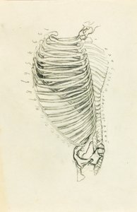 Anatomie od Solon H. Borglum