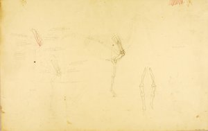 Anatomie koně od Solon H. Borglum