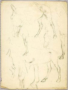 Studie portrétu, Studie koně od Solon H. Borglum