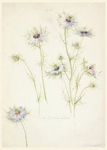Kresba, studie: Láska v mlze, konec 19. století od Sophia L. Crownfield