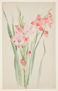 Studium Amaryllis