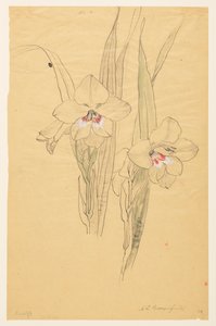 Studium Amaryllis od Sophia L. Crownfield