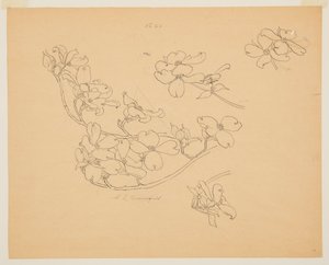 Studie Dogwood od Sophia L. Crownfield
