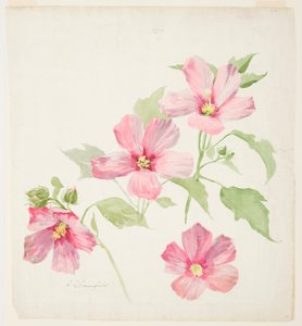 Studie o Mallow od Sophia L. Crownfield