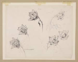 Studie růží od Sophia L. Crownfield