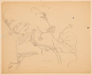 Studie squashové révy od Sophia L. Crownfield