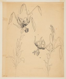 Studie tygřích lilií od Sophia L. Crownfield