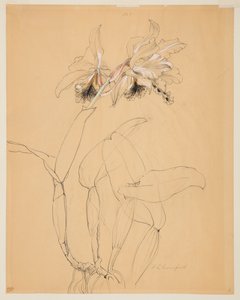 Studie orchideje od Sophia L. Crownfield