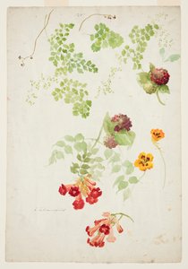 Studie Maidenhair Fern, Trumpet Vine a Nasturtium