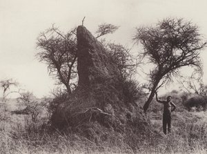 A Mammoth Antheap (černobílá fotografie) od South African Photographer