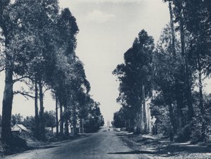 Avenue of Blue Gum Trees, Pretoria (černobílá fotografie) od South African Photographer