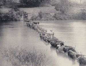 Jak se přecházejí řeky v Transvaalu (černobílá fotografie) od South African Photographer