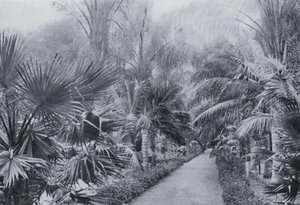 Palm Avenue, Botanic Gardens, Durban (č/b foto) od South African Photographer