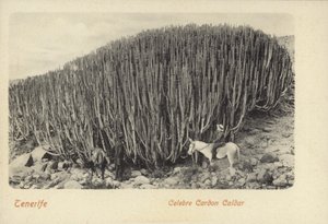 Muži si prohlížejí slavný kaktus v Cardonu na Tenerife (čb fotografie) od Spanish Photographer