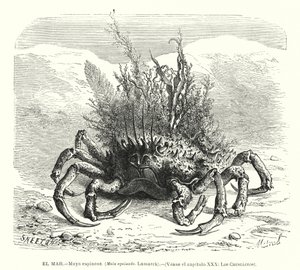Evropský pavoučí krab (Maja squinado) (litho) od Spanish School