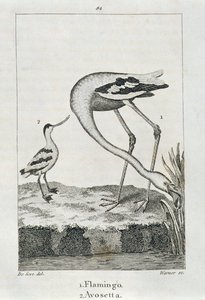 Flamingo a Avosetta, z Historie Země a animované přírody, Londýn 1816 (rytina mědi) od Spanish School