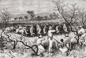 Lov buvolů ve střední Africe na konci 19. století, z „Africa Pintoresca“, vydáno 1888 od Spanish School