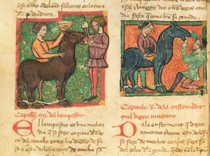 Ms 214 fol.26v Léčba glositidy u koně, z knihy Libro de Menescalcia y Albeyteria od Juana Alvareze, asi 1390. od Spanish School
